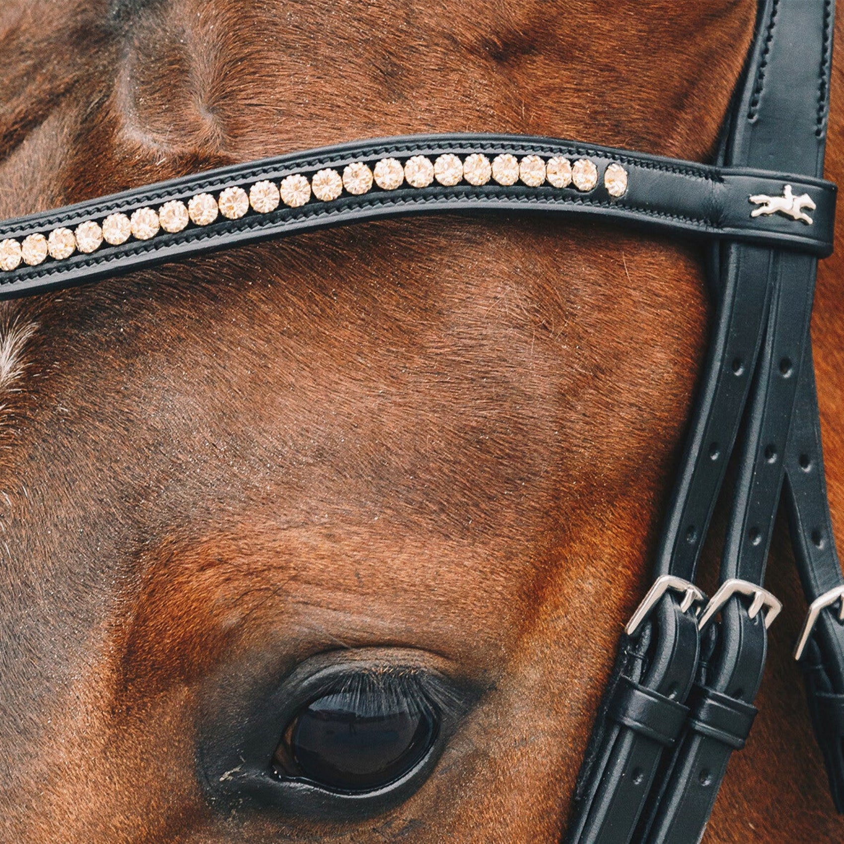 Browband Malaga from Schockemöhle Browband Malaga from Schockemöhle