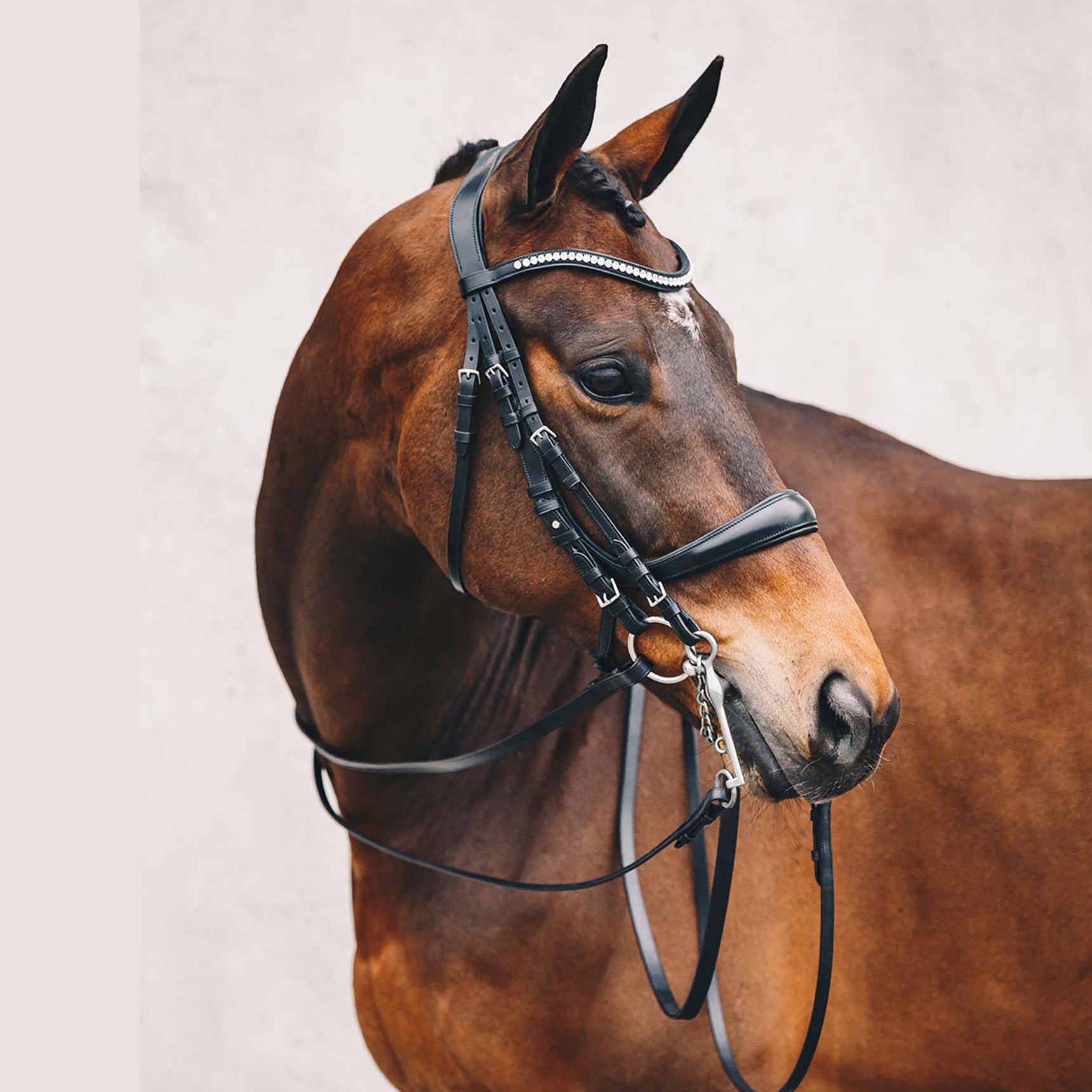 Schockemohle Equitus Gamma Anatomical Double Bridle, Black/Silver