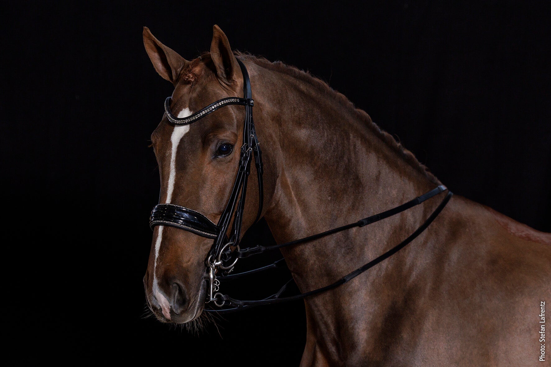 Schockemohle Milan GLAM Anatomical Double Bridle, Black Patent/Silver
