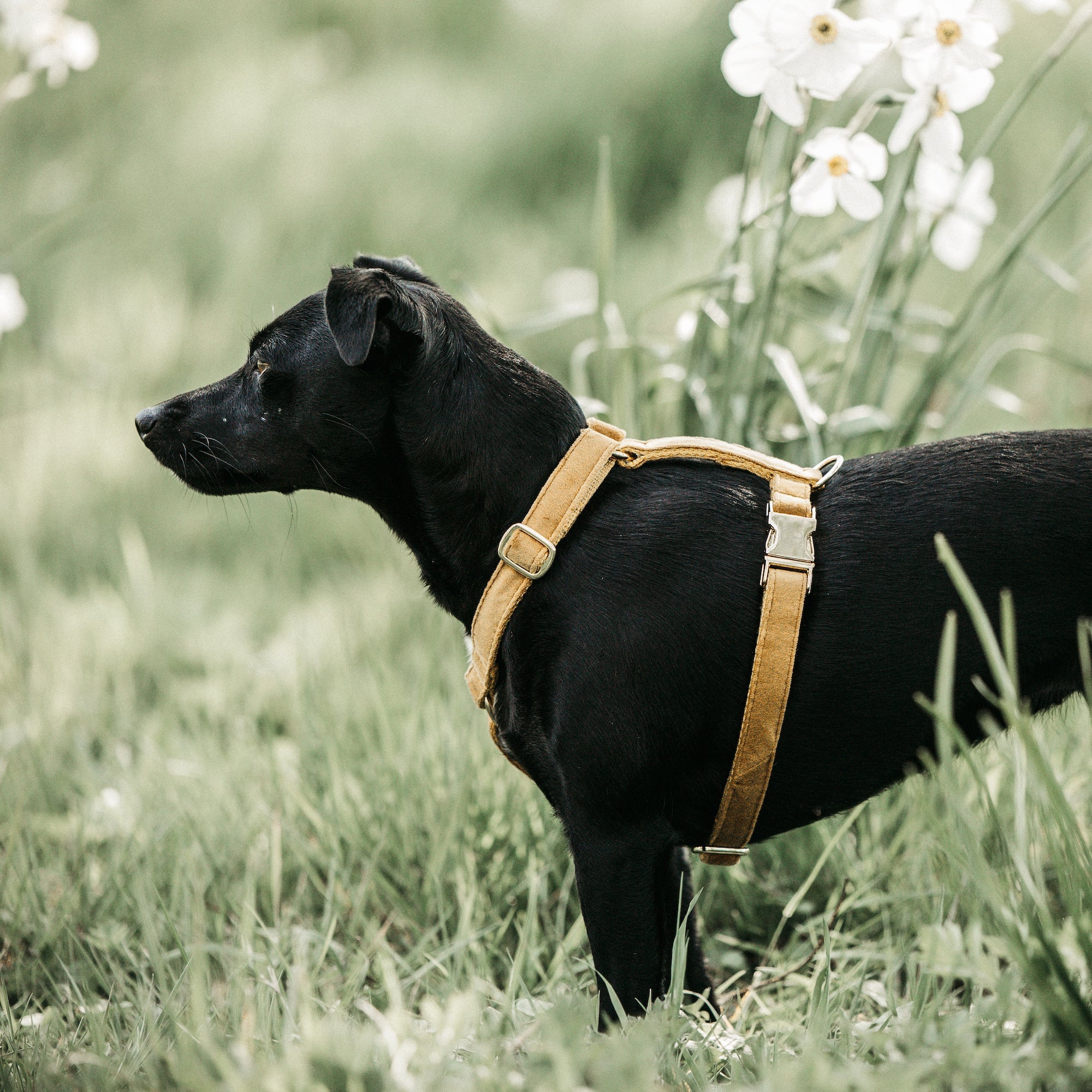 Kentucky Dog Harness Loop Velvet, Mustard