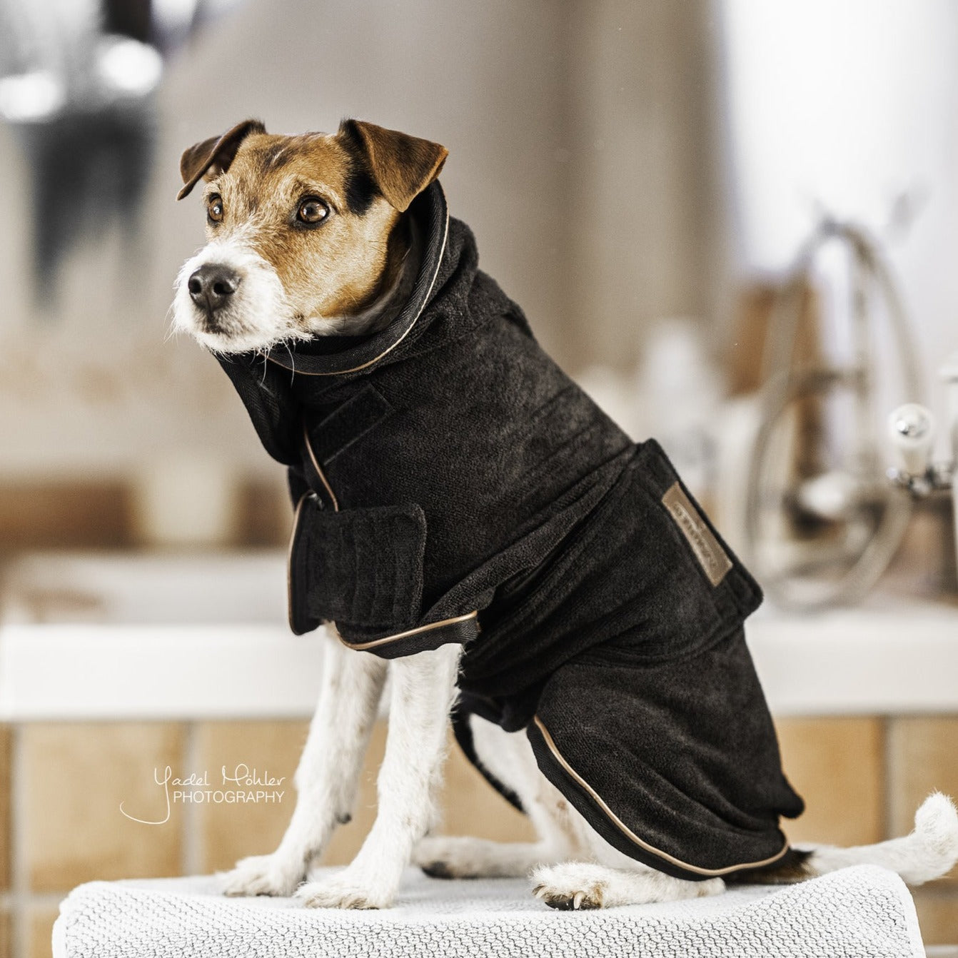Kentucky Dog Coat Towel, Black