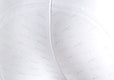 Schockemohle Phoenix Men's Breeches, White