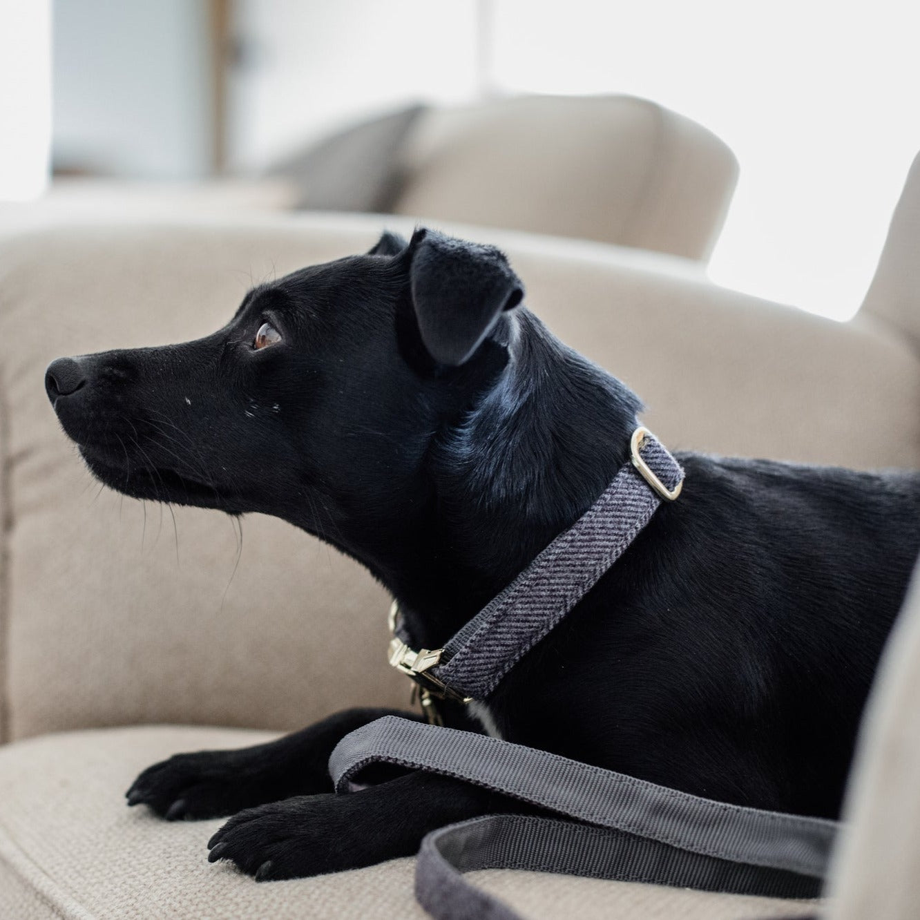 Kentucky Dog Collar Wool, Gray