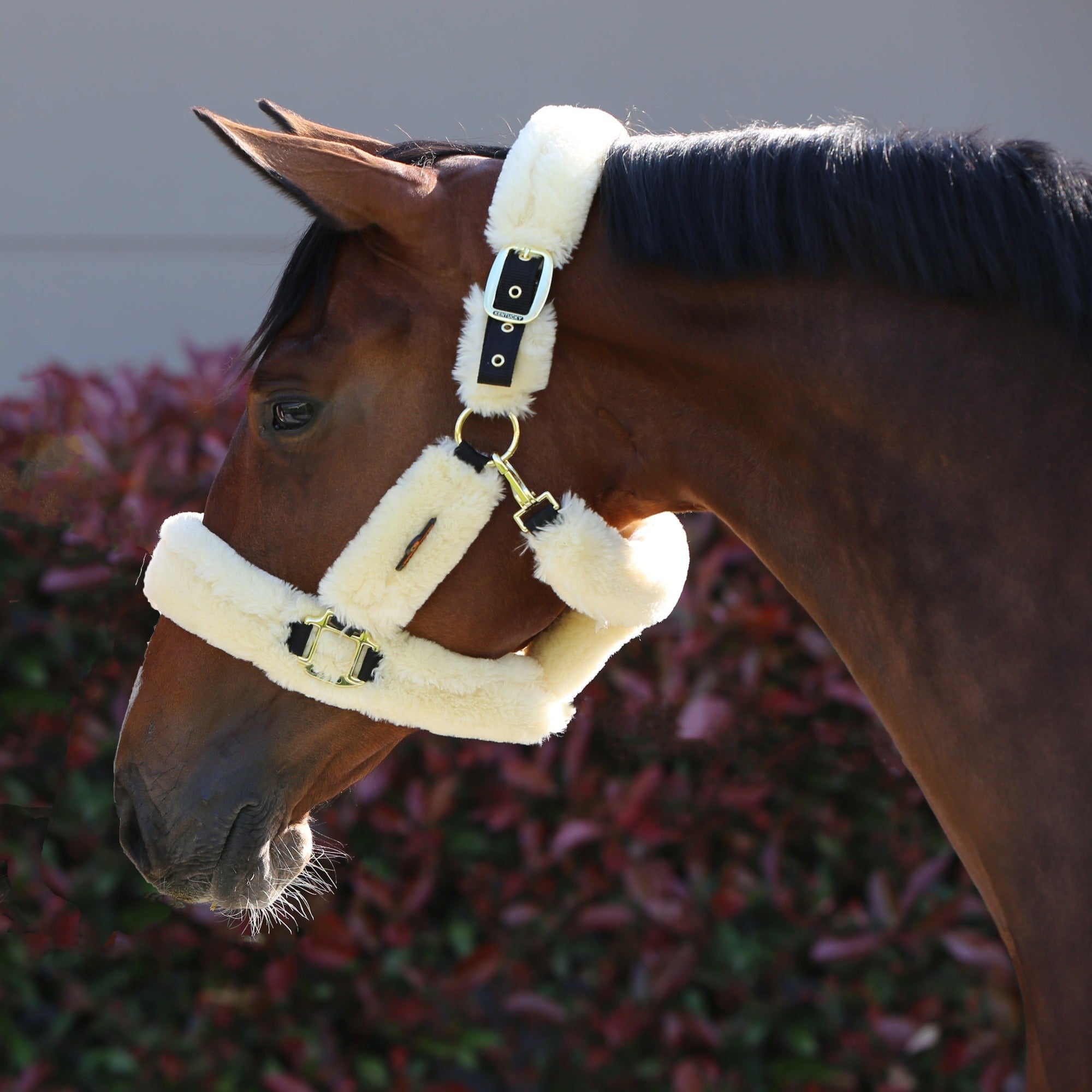 Kentucky Horsewear Sheepskin Shipping Halter, Natural