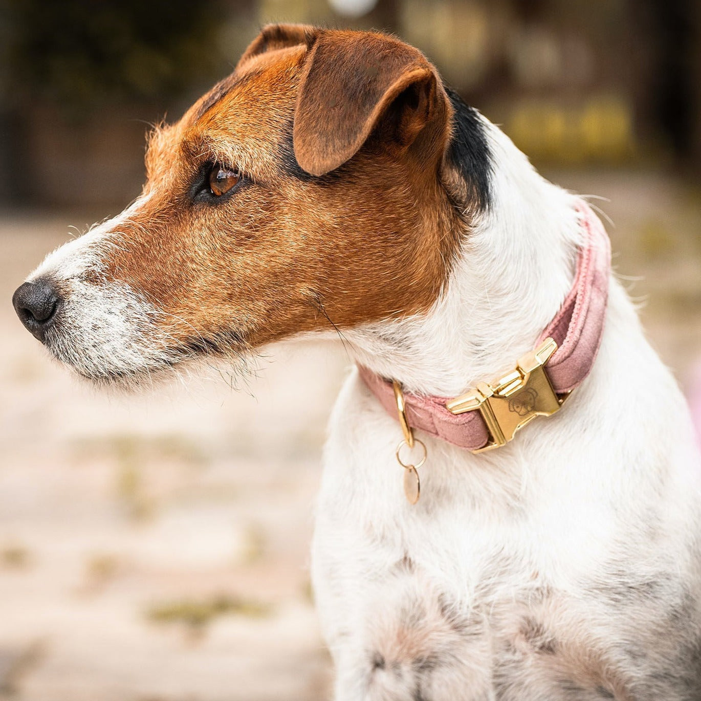 Kentucky Dog Collar Velvet, Old Rose