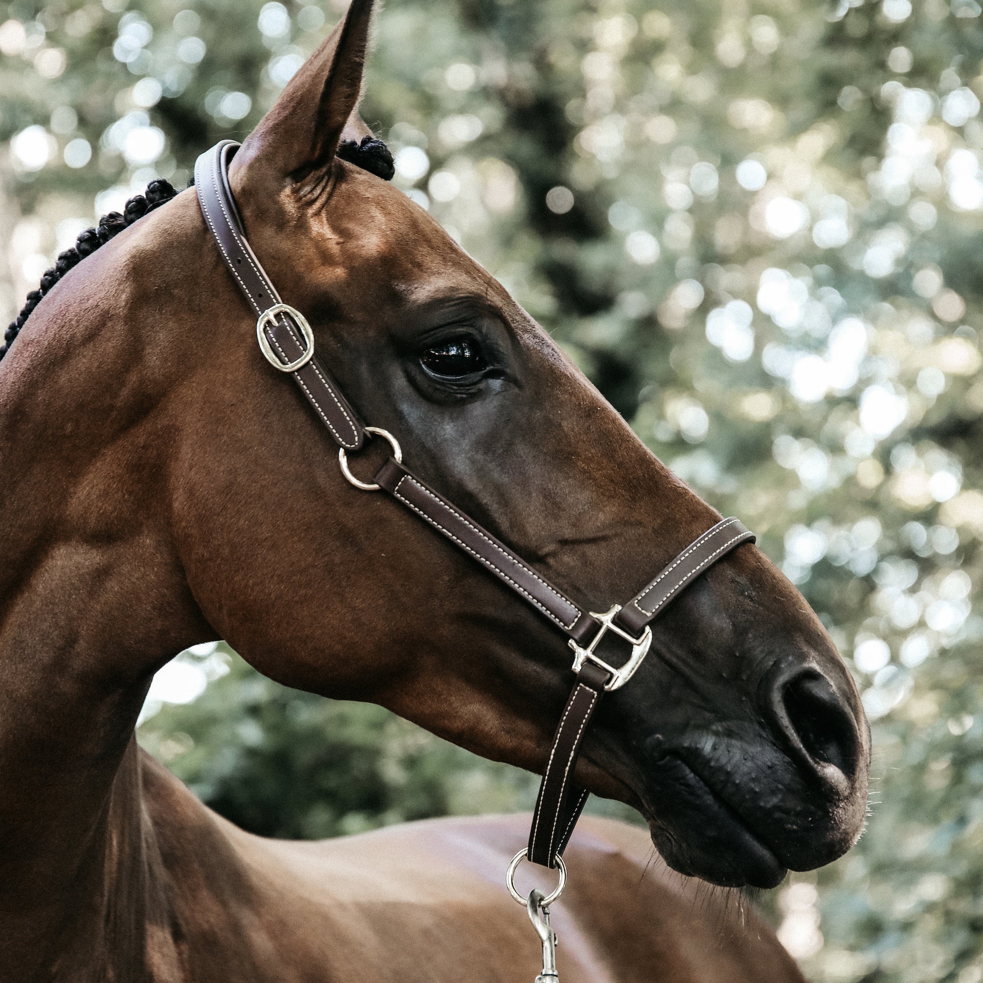 Kentucky Horsewear Vegan Leather Halter Flexible
