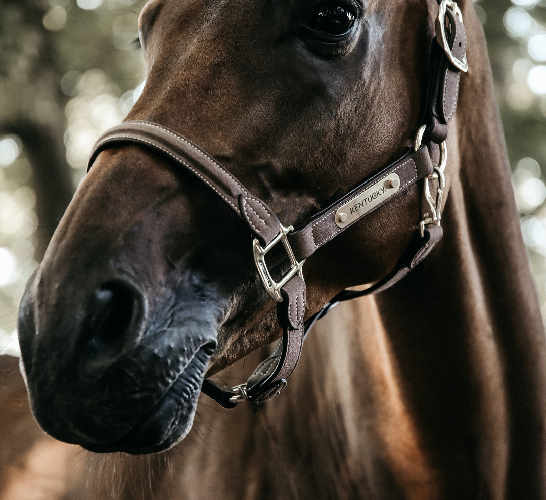 Kentucky Horsewear Anatomic Vegan Suede Halter