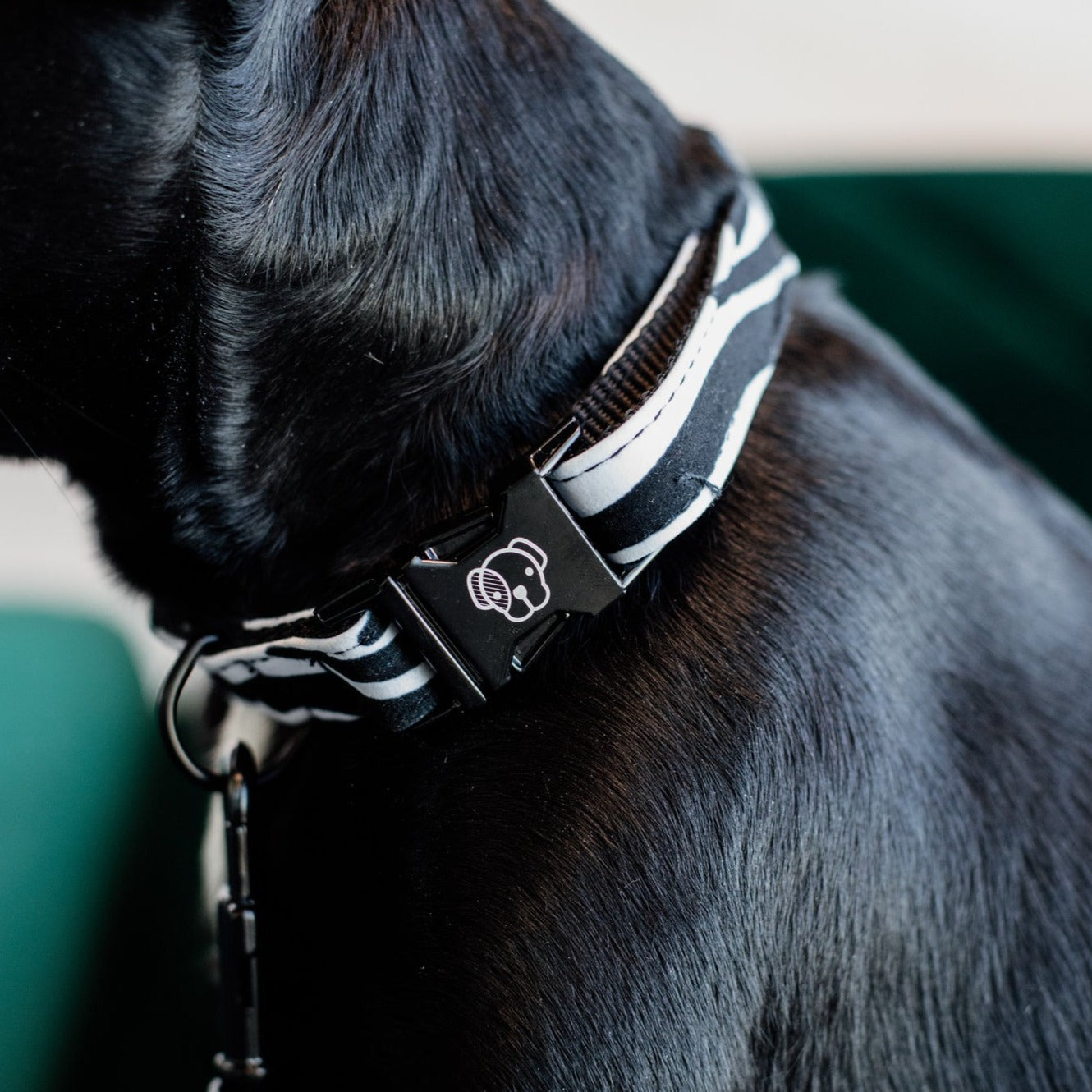 Kentucky Dog Collar Zebra