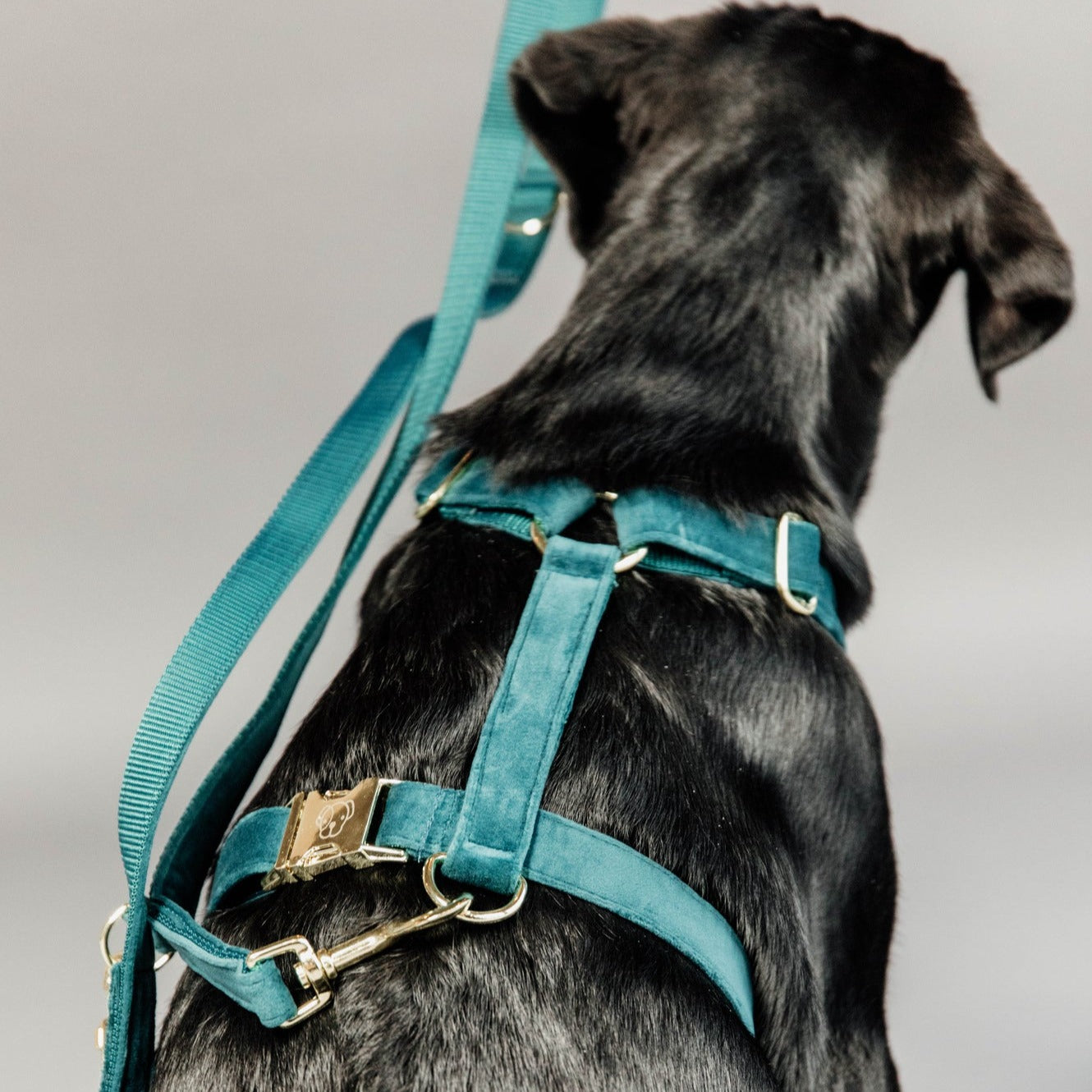 Kentucky Dog Harness Loop Velvet, Emerald