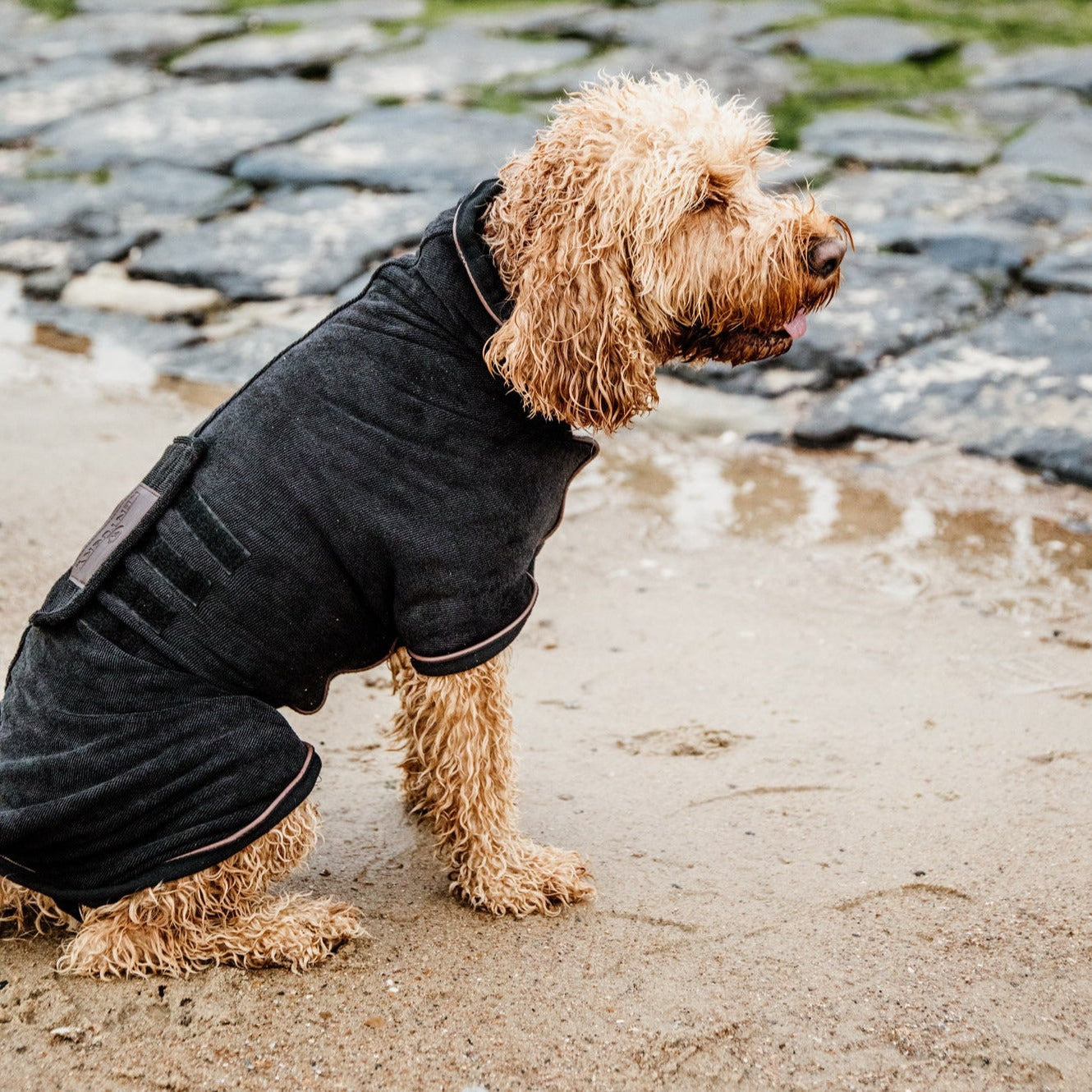 Kentucky Dog Coat Towel, Black
