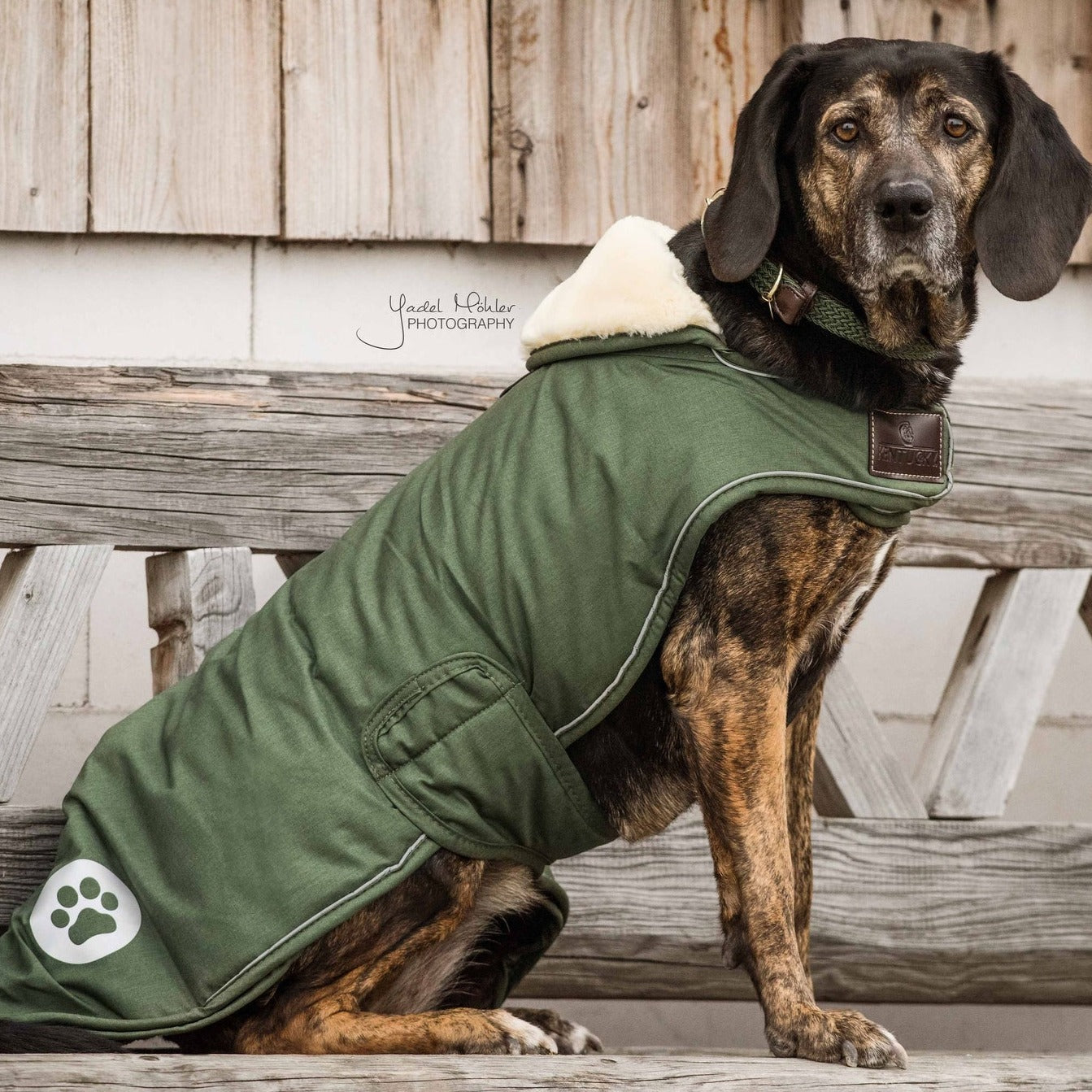 Kentucky Dog Coat Waterproof, Olive Green