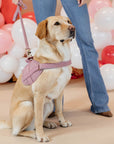 Kentucky Dog Harness Body Safe Wool, Light Pink