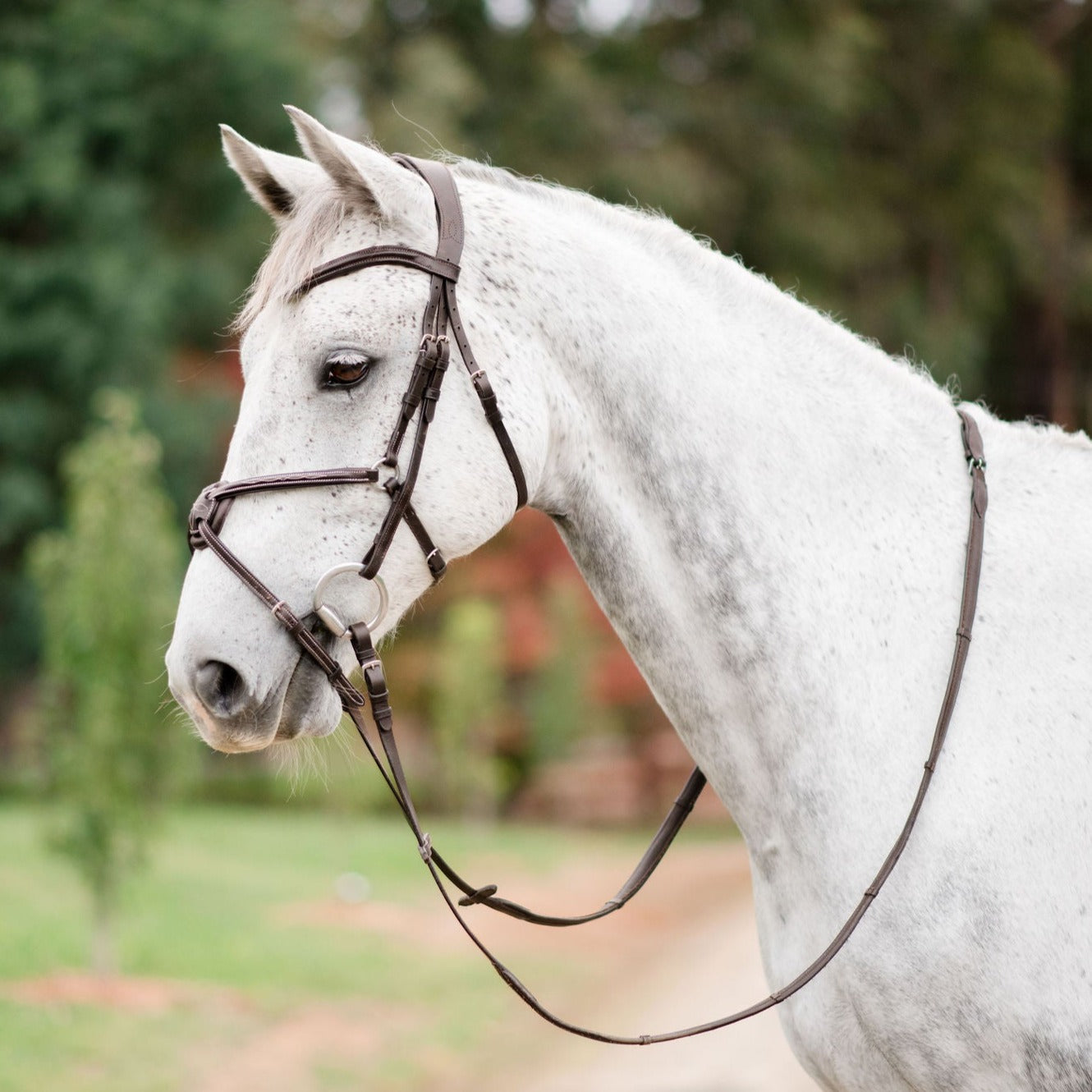 Lumiere Equestrian AVA Grackle Bridle, Brown - with Reins