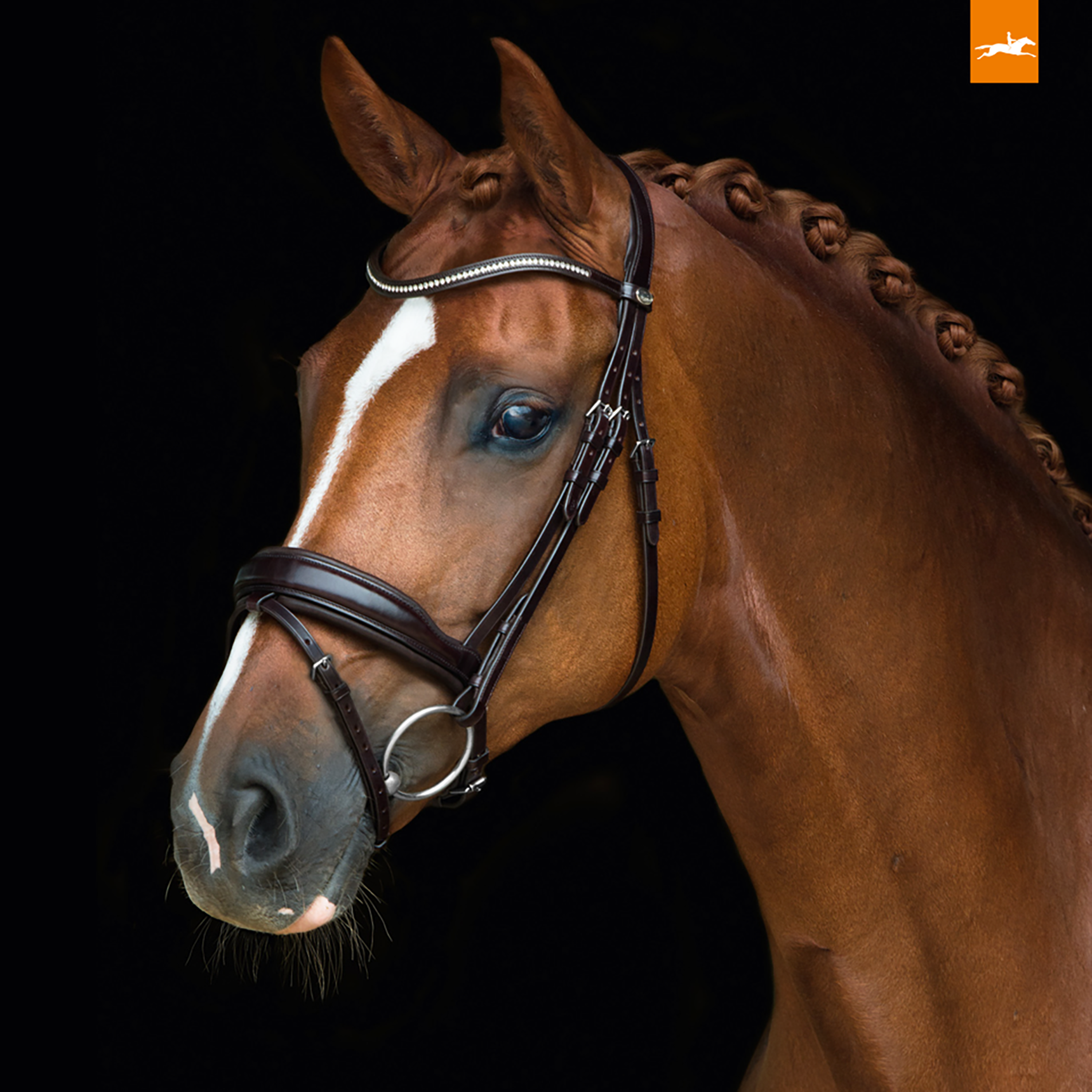 Schockemohle Concord Anatomical Bridle, Espresso/Silver