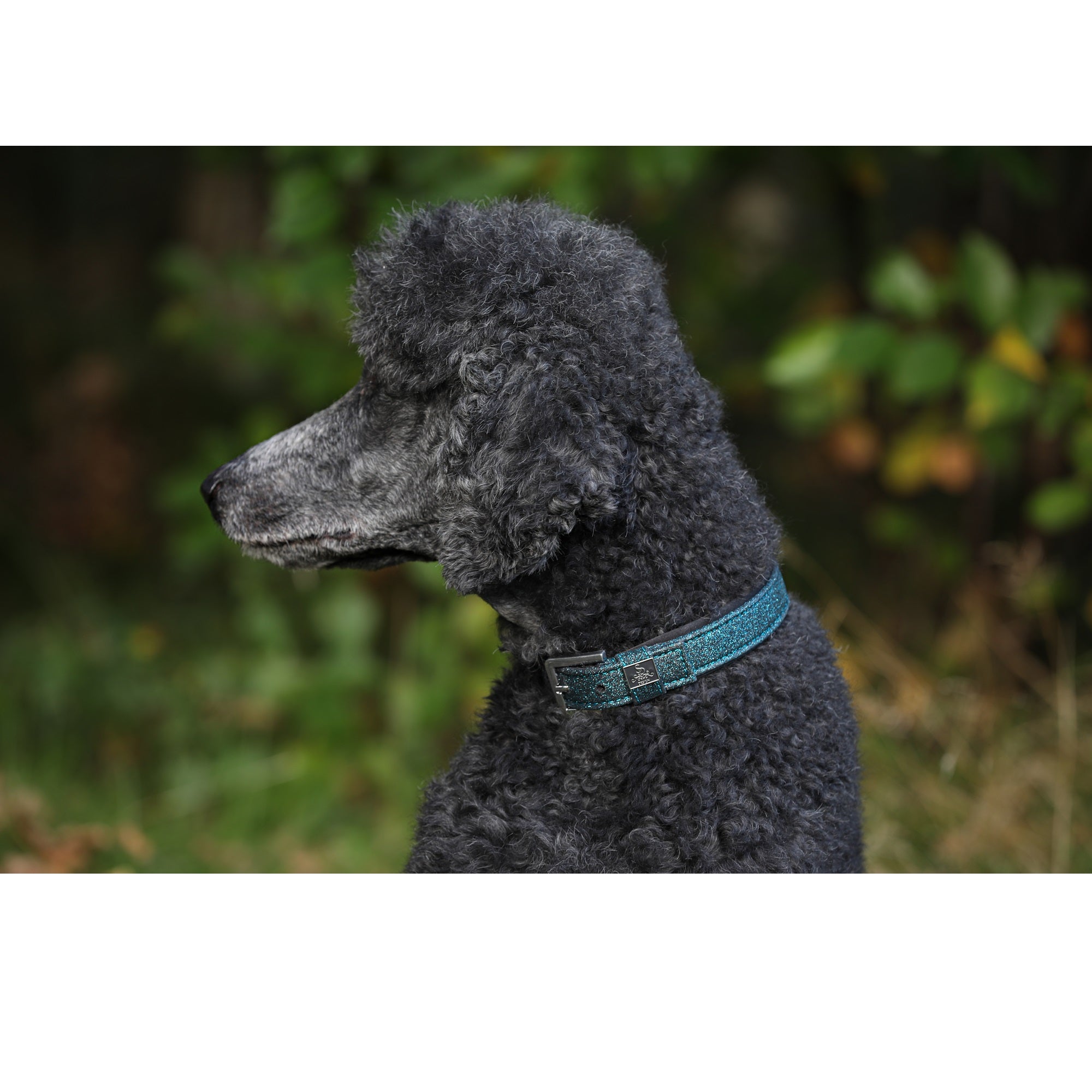 SD Design Hollywood Glamorous Dog Collar - Blue Lagoon Glitter