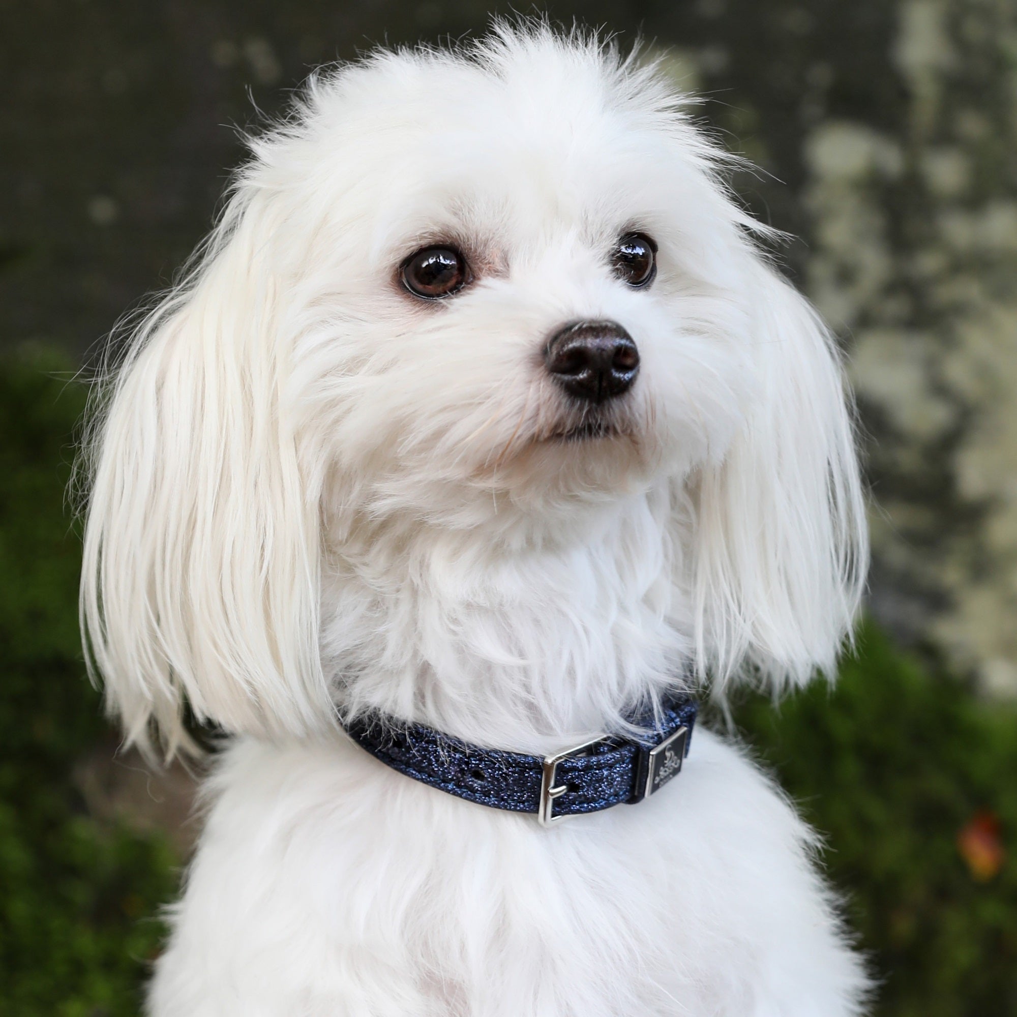 SD Design Hollywood Glamorous Dog Collar - Blueberry Twinkles