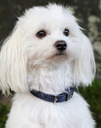 SD Design Hollywood Glamorous Dog Collar - Blueberry Twinkles
