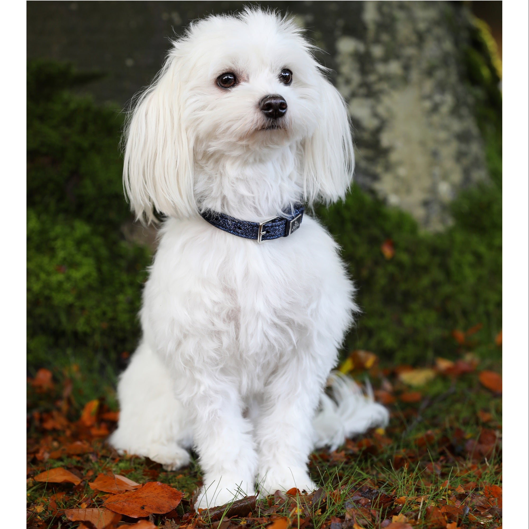 SD Design Hollywood Glamorous Dog Collar - Blueberry Twinkles