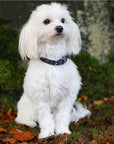 SD Design Hollywood Glamorous Dog Collar - Blueberry Twinkles
