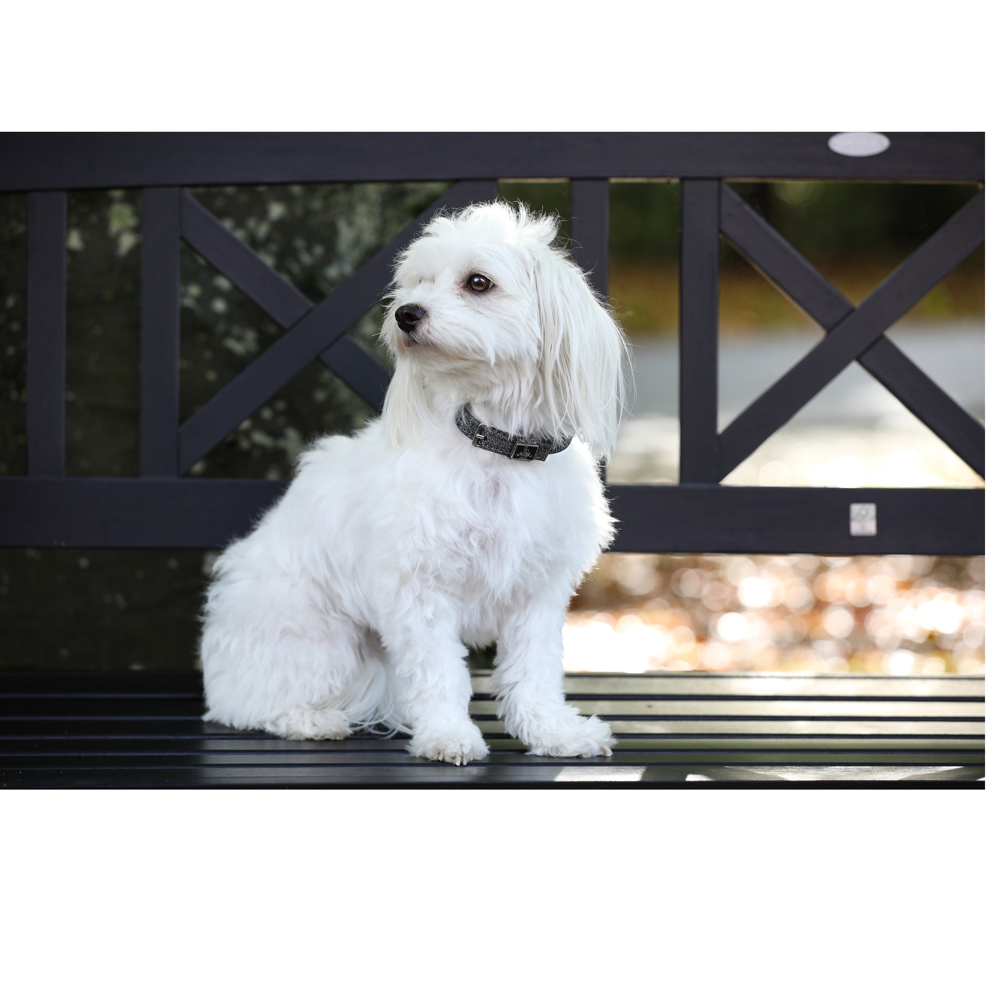 SD Design Hollywood Glamorous Dog Collar - Dark Shadow Glitz