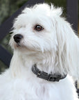 SD Design Hollywood Glamorous Dog Collar - Dark Shadow Glitz