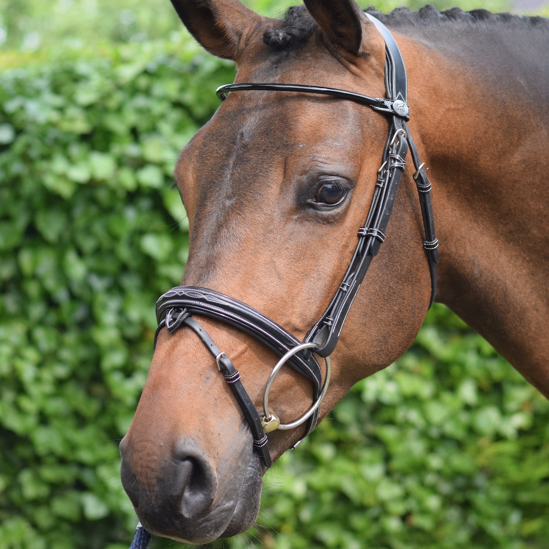 Jump'In Wednesday Bridle with Reins, Black