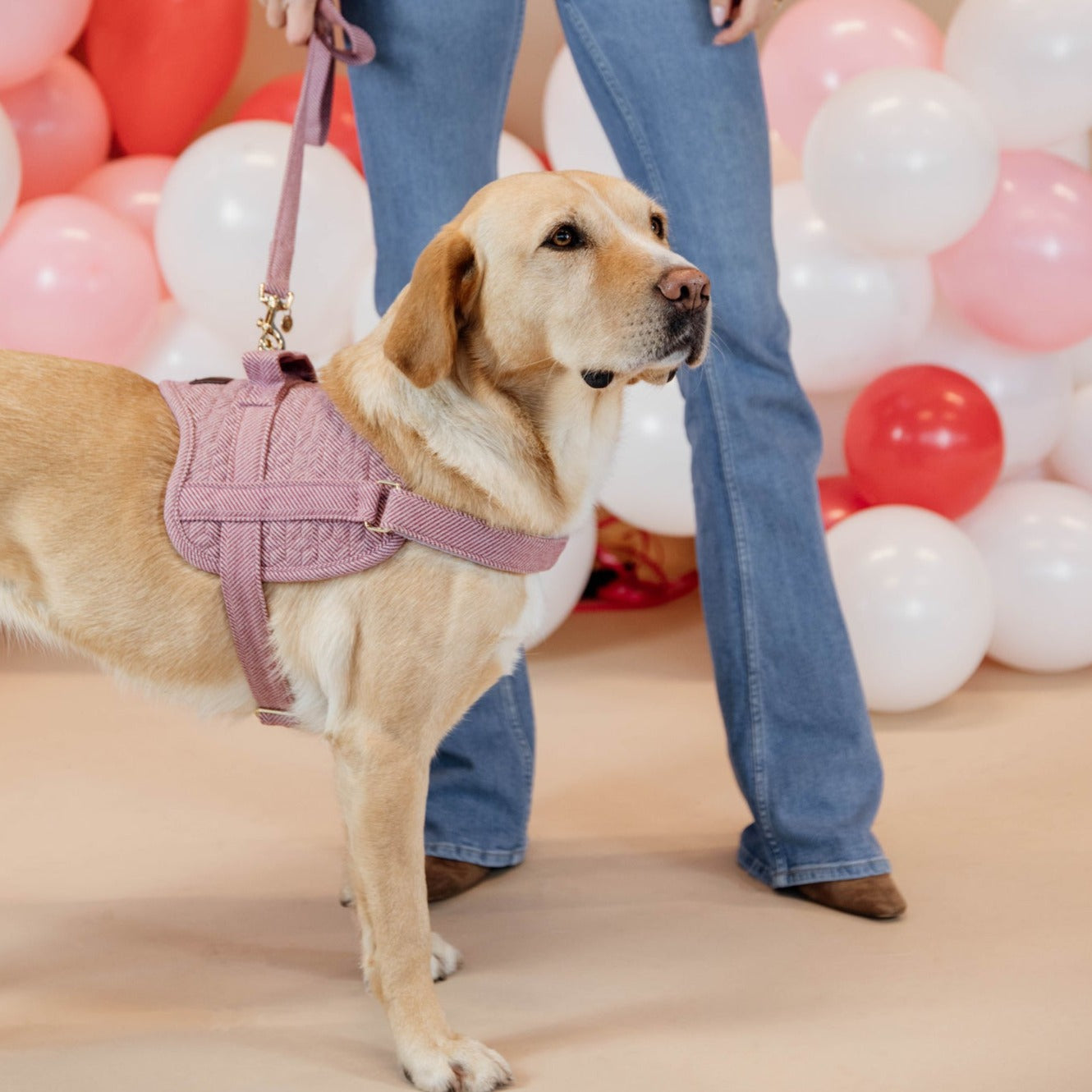 Kentucky Dog Harness Body Safe Wool, Light Pink