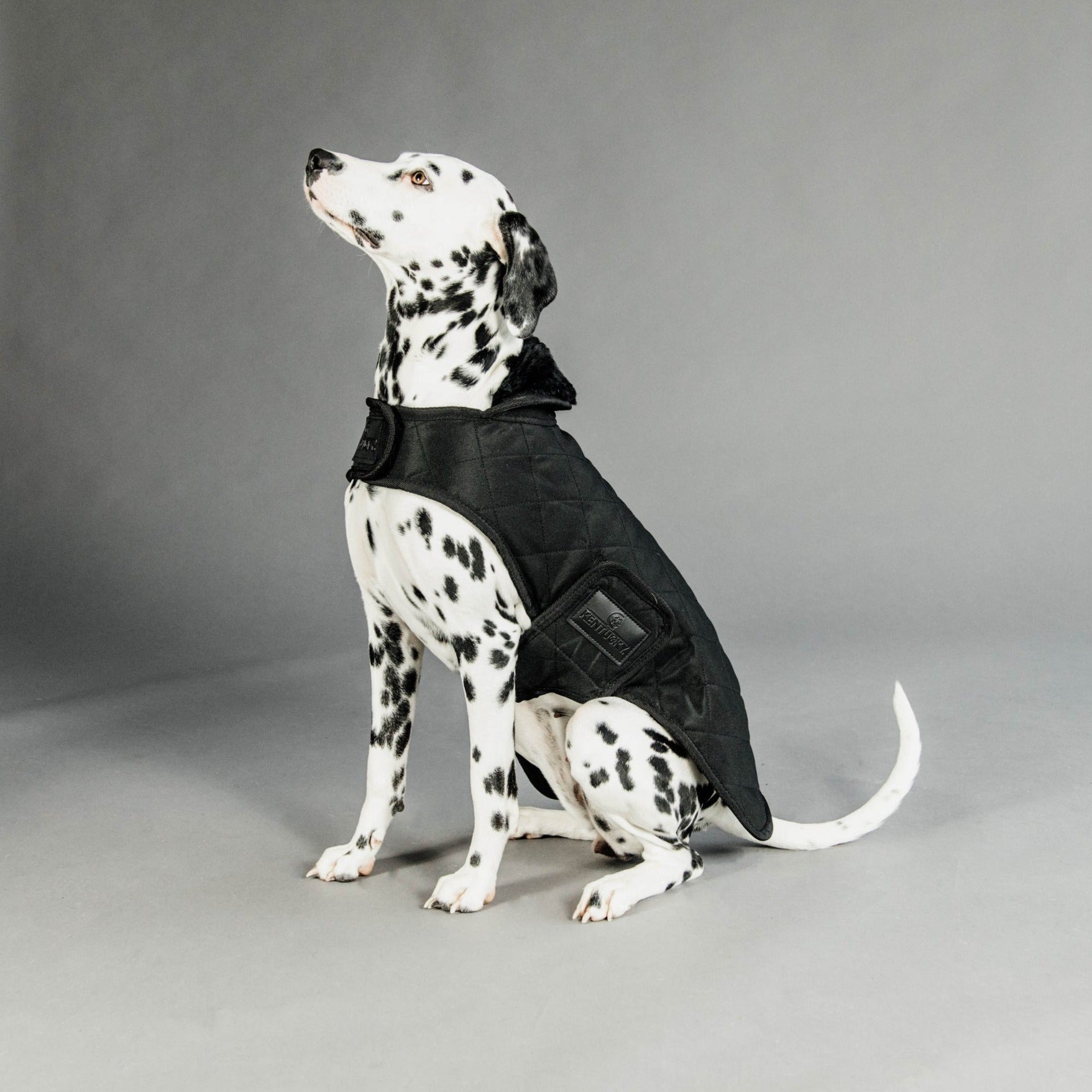 Kentucky Dog Coat, Black