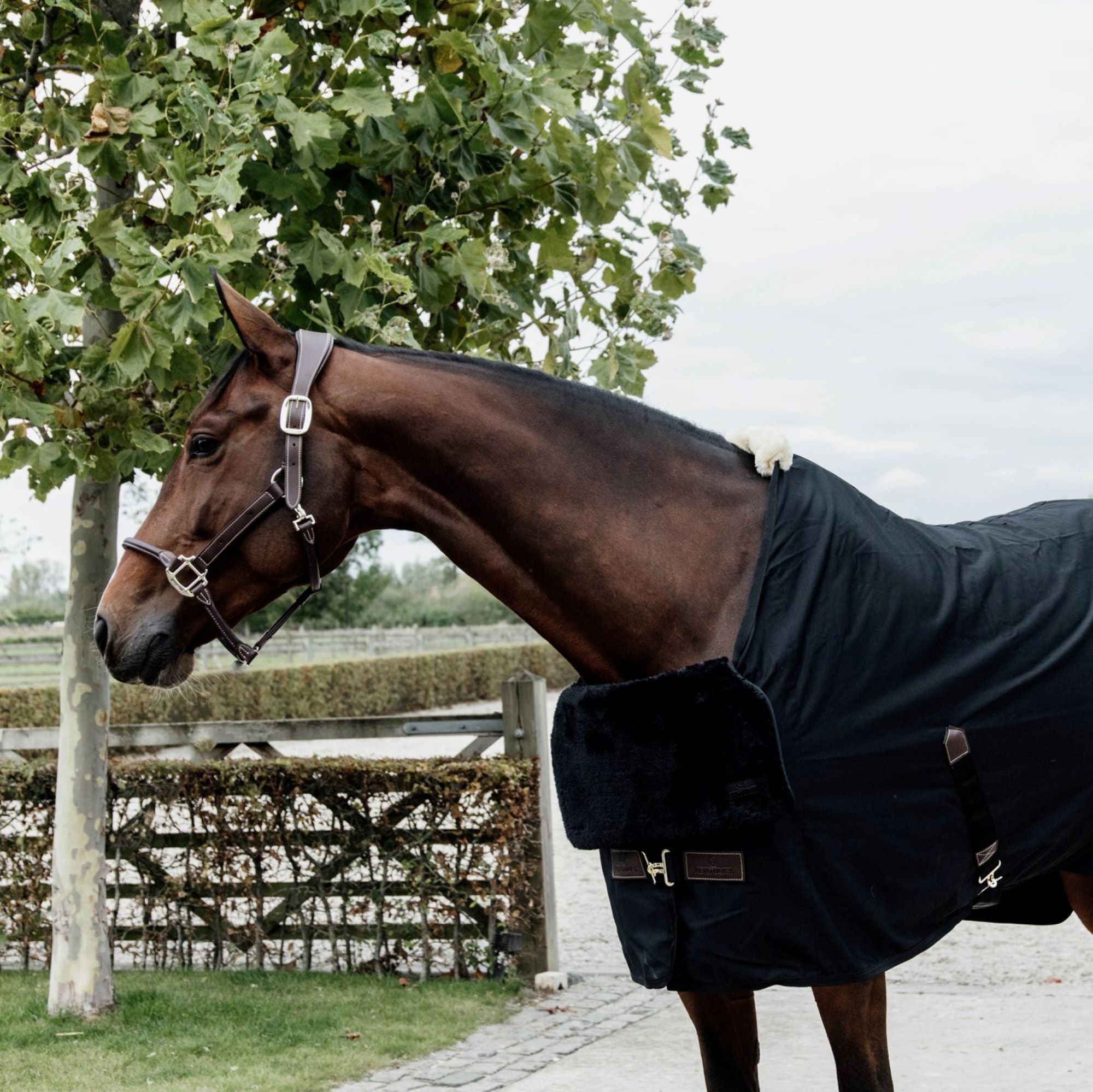 Kentucky Horsewear Horse Bib Chest Protection Sheepskin