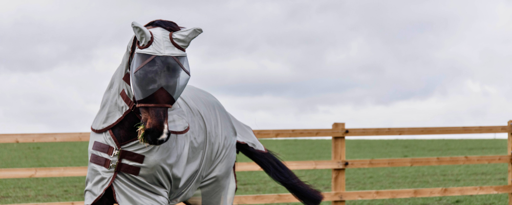 The Complete Horse Fly Protection Guide: Sheets, Masks, and Boots Explained