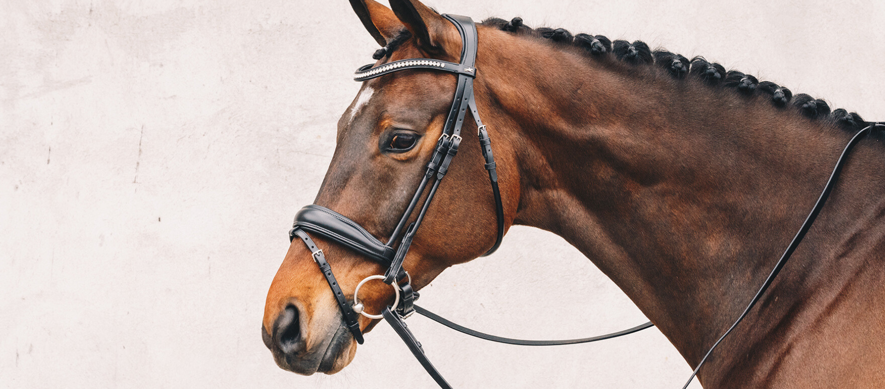 Five Things to Purchase for Your New Horse