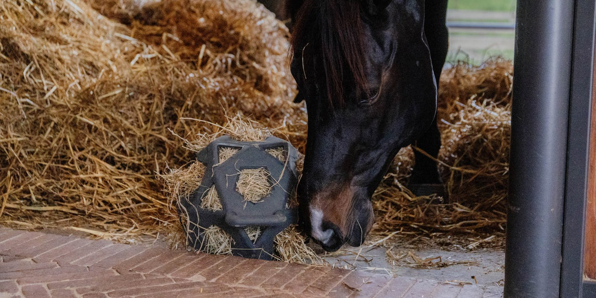 Horse eating from a hay feeder ball in a stable