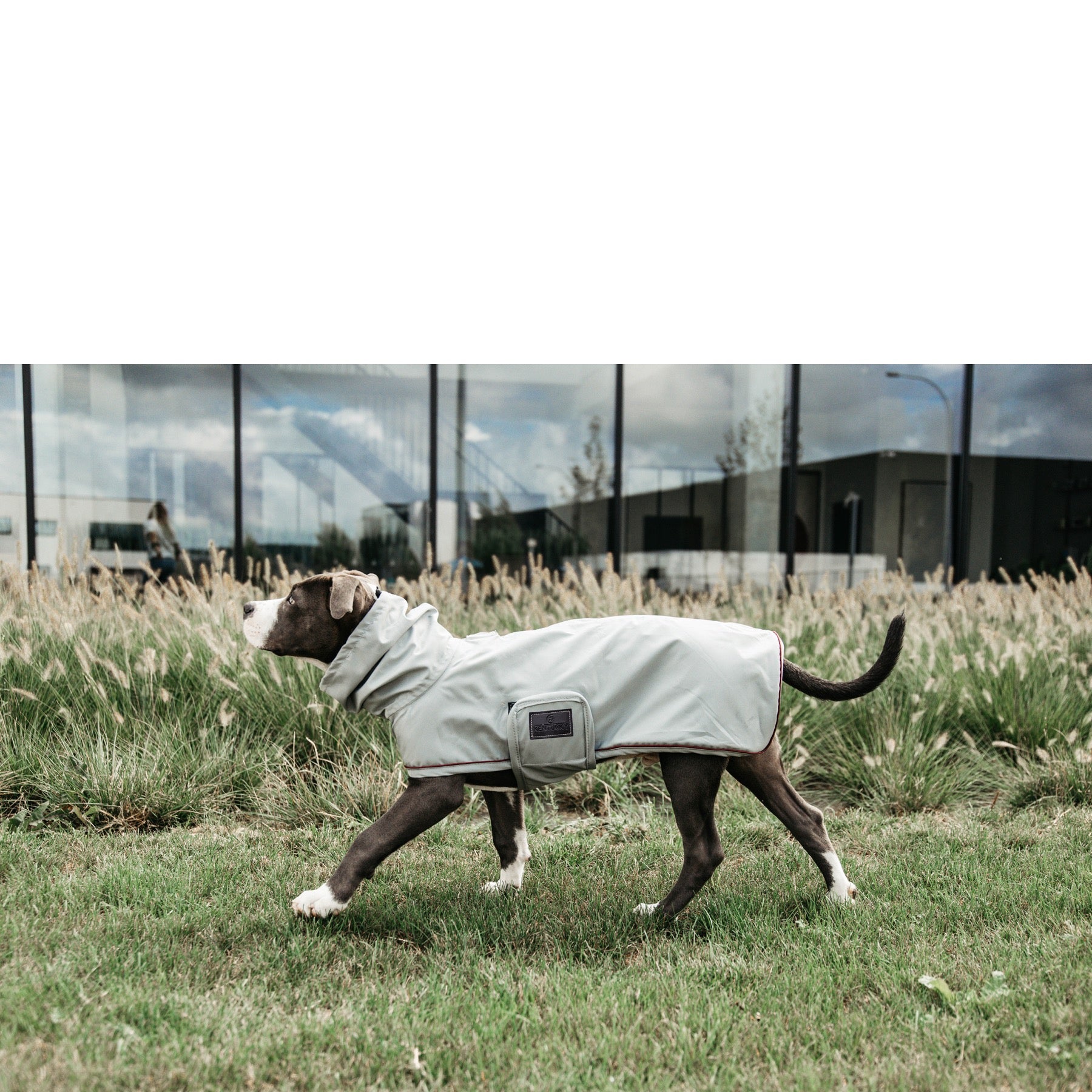 Kentucky Dog Rain Coat, Dusty Blue