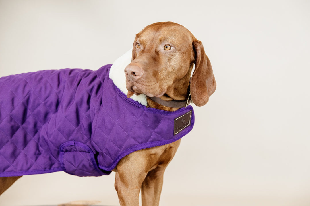 Kentucky Dog Coat, Royal Purple