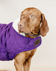 Kentucky Dog Coat, Royal Purple