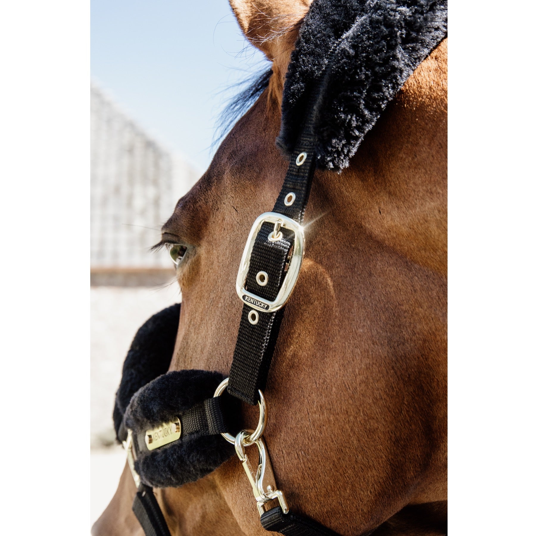 Kentucky Horsewear Nylon Sheepskin Halter Soft, Black