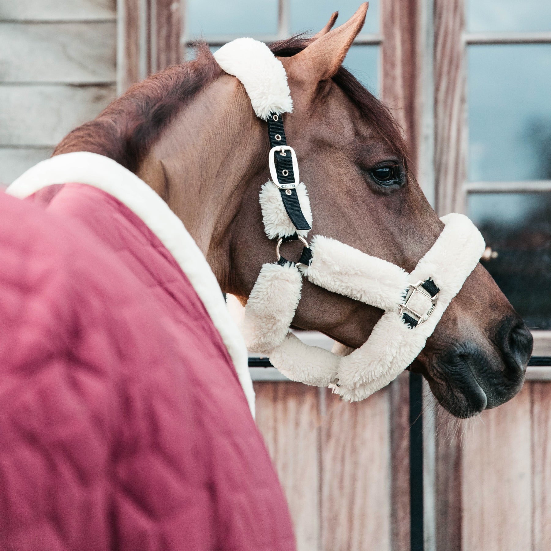 Kentucky Horsewear Show Rug Velvet 160g, Bordeaux