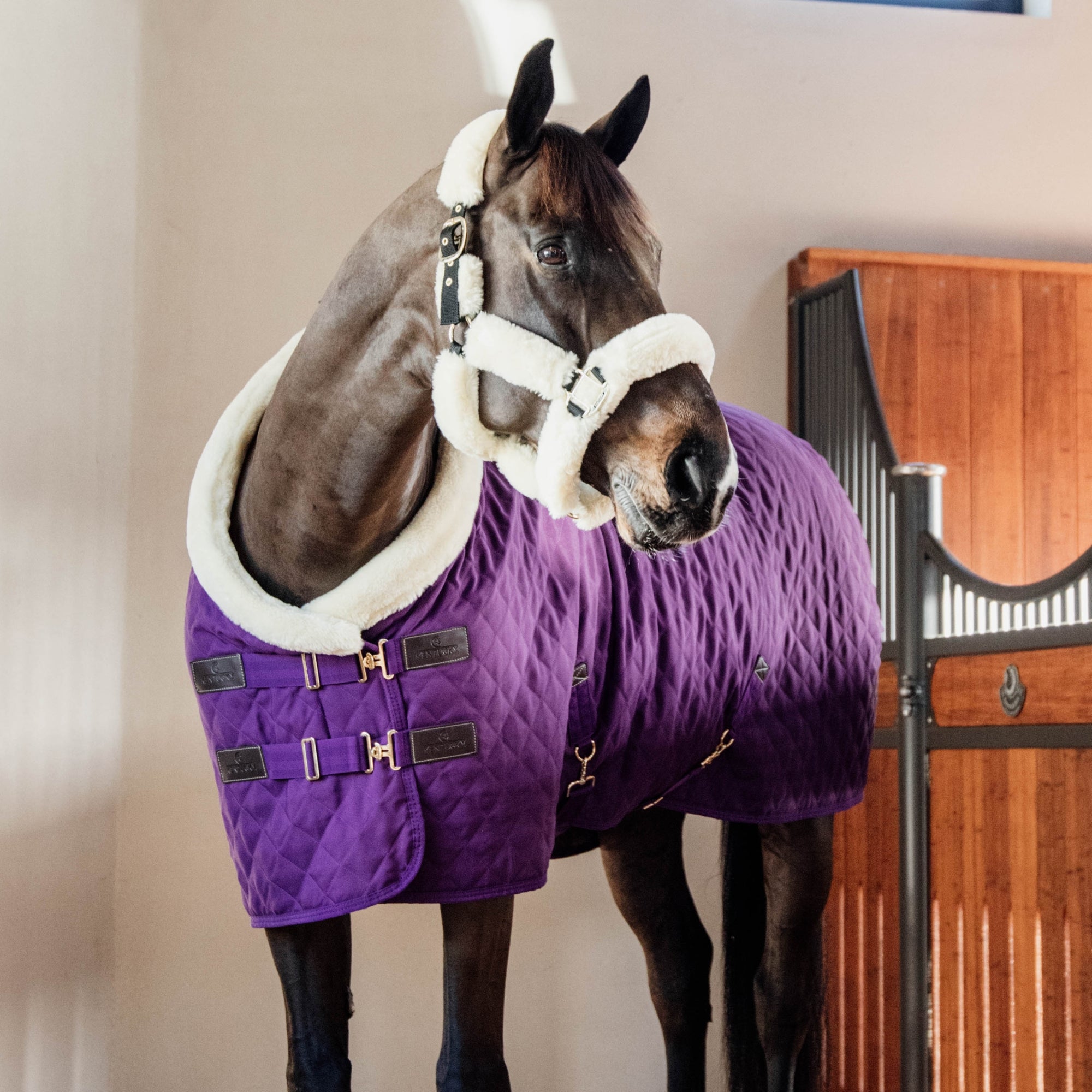 Kentucky Horsewear Show Rug, Royal Purple