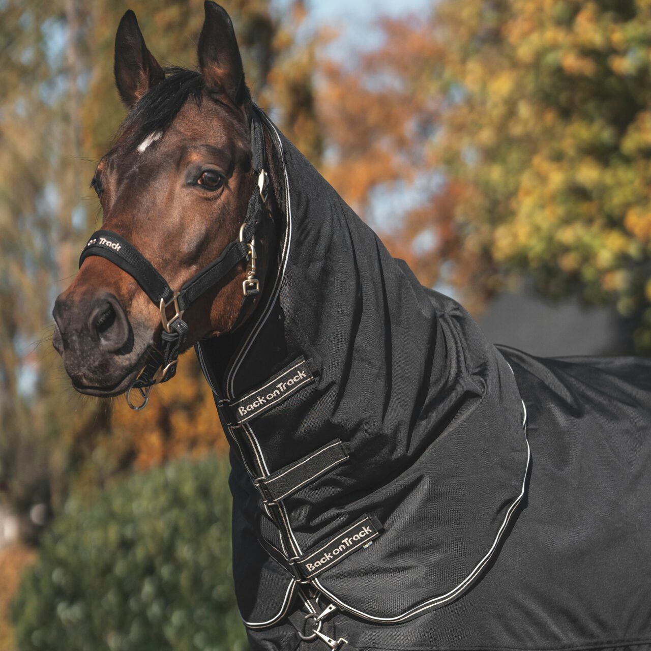 Back on Track Obsidian 150g Black Turnout Blanket w/Neck Cover