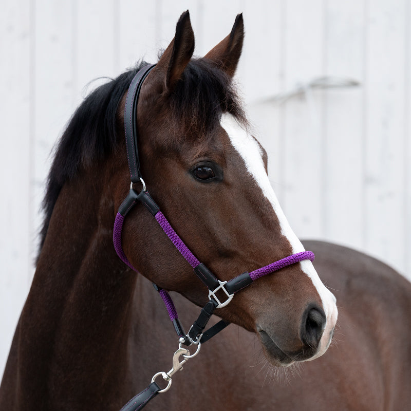 Kavalkade Cavo Rope Halter Set with Lead, Black / Purple