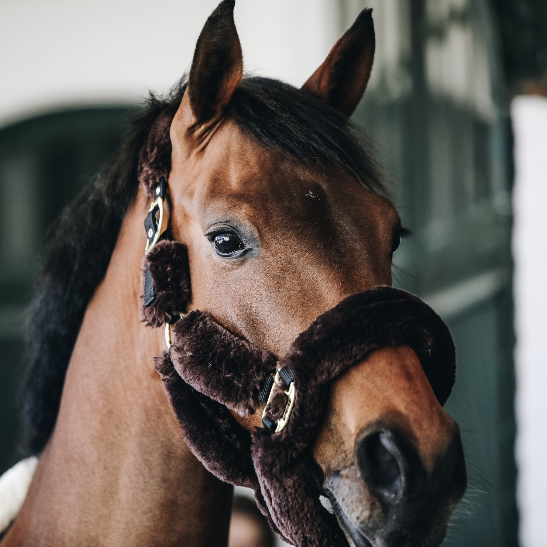 Kentucky Horsewear Sheepskin Shipping Halter, Brown