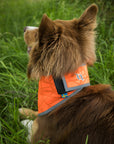 Back on Track Draco High Visibility Bandana for Dogs