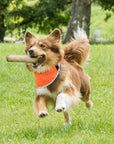 Back on Track Draco High Visibility Bandana for Dogs