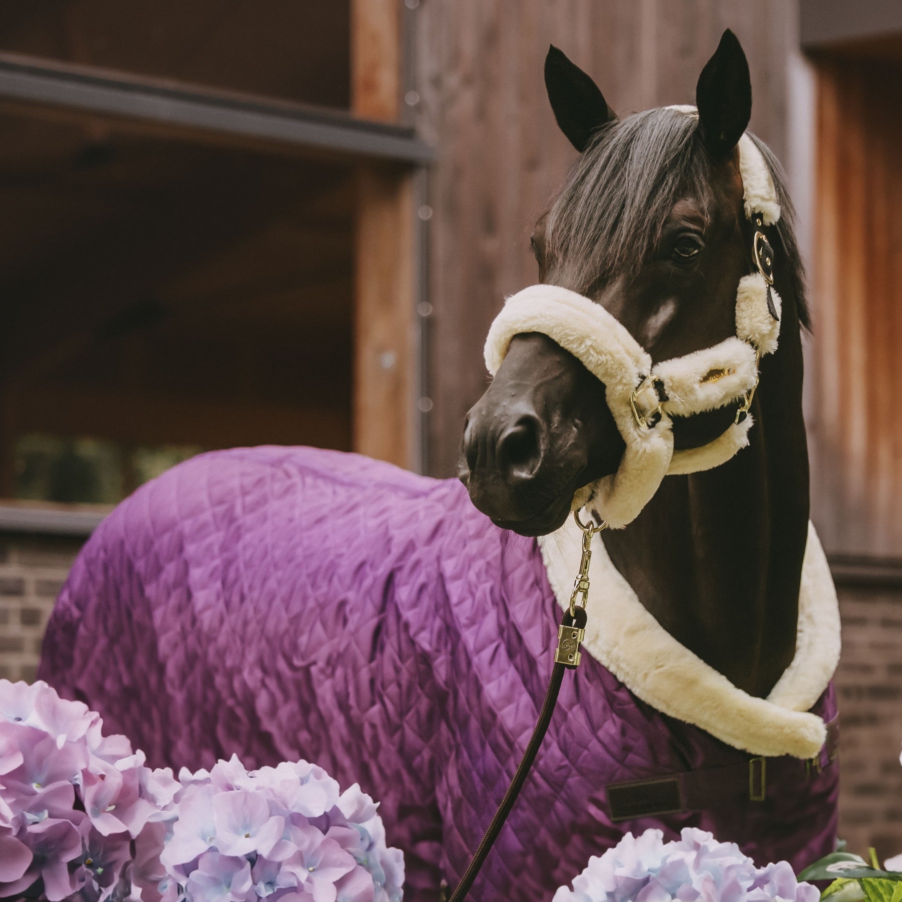 Kentucky Horsewear Show Rug, Royal Purple