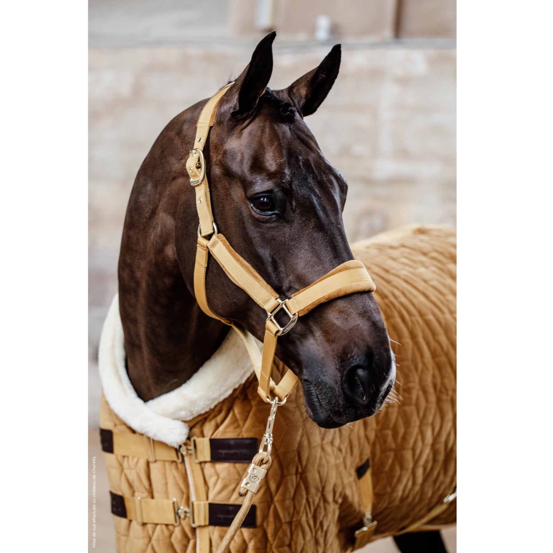 Kentucky Horsewear Velvet Halter, Mustard