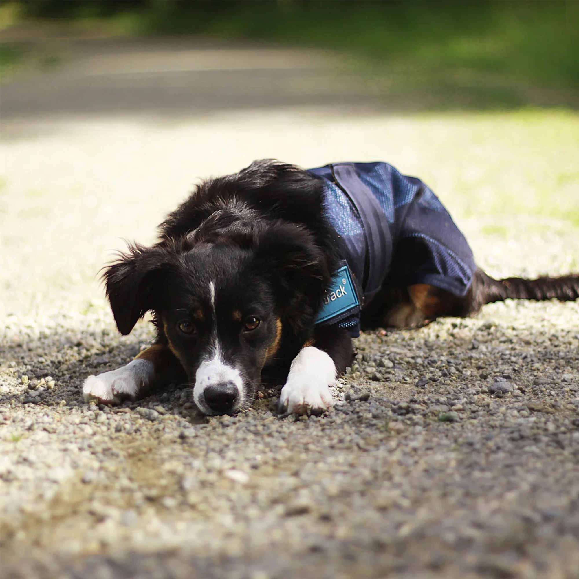 Back on Track Cool on Track Dog Coat, Blue