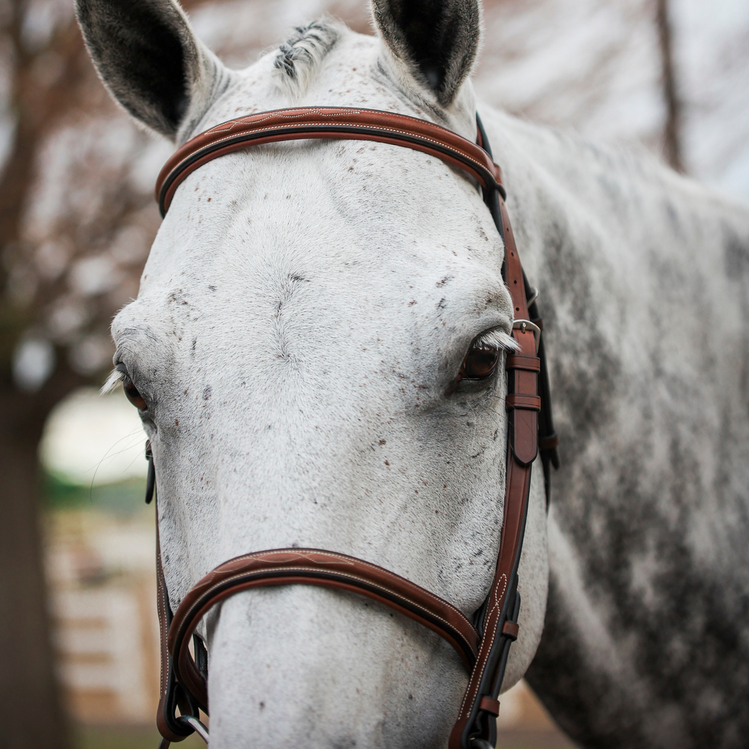 ADT Tack Imperial Bridle w/Raised Fancy Laced Reins, Brown