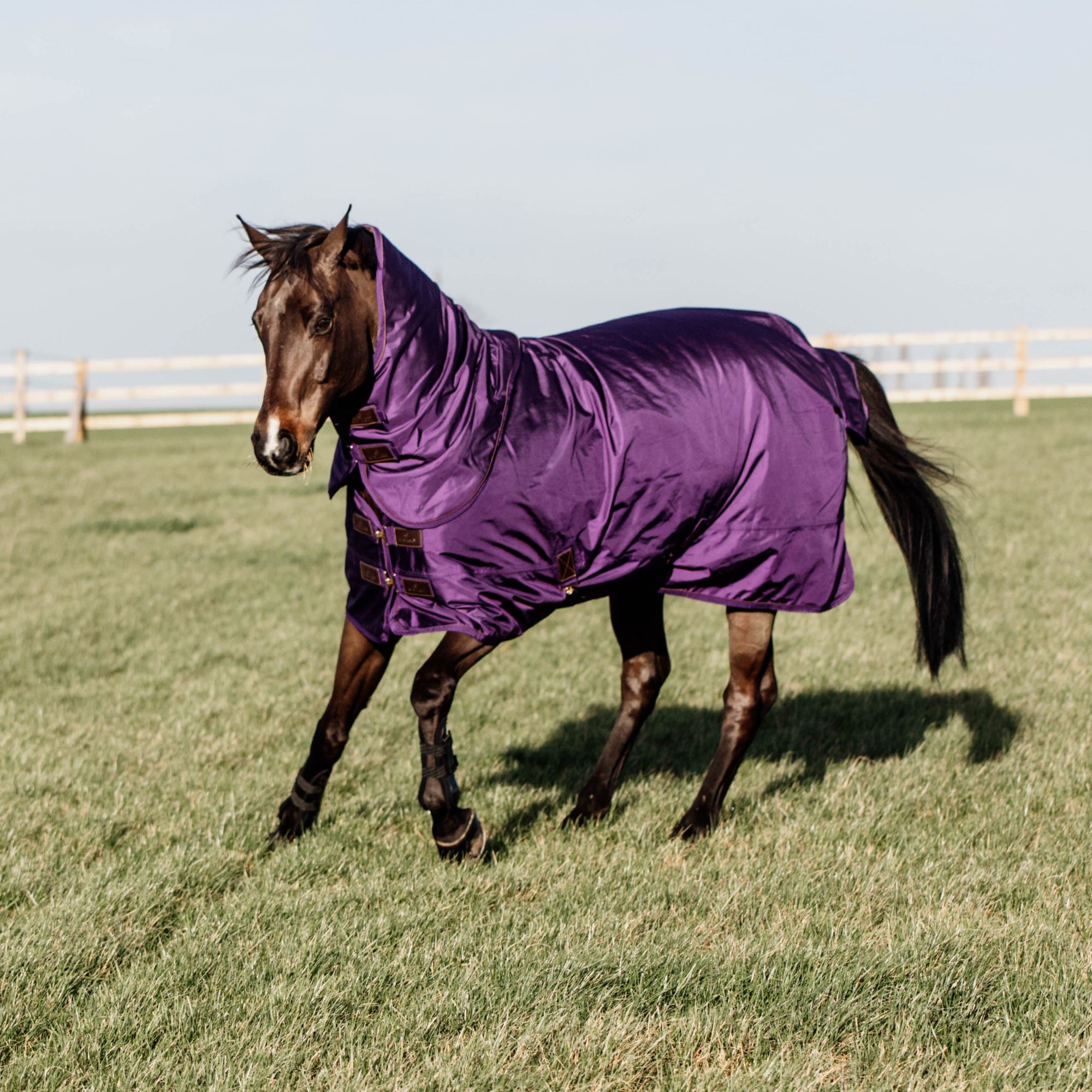 Kentucky Horsewear Turnout Rug All Weather Waterproof Pro 160g, Royal Purple