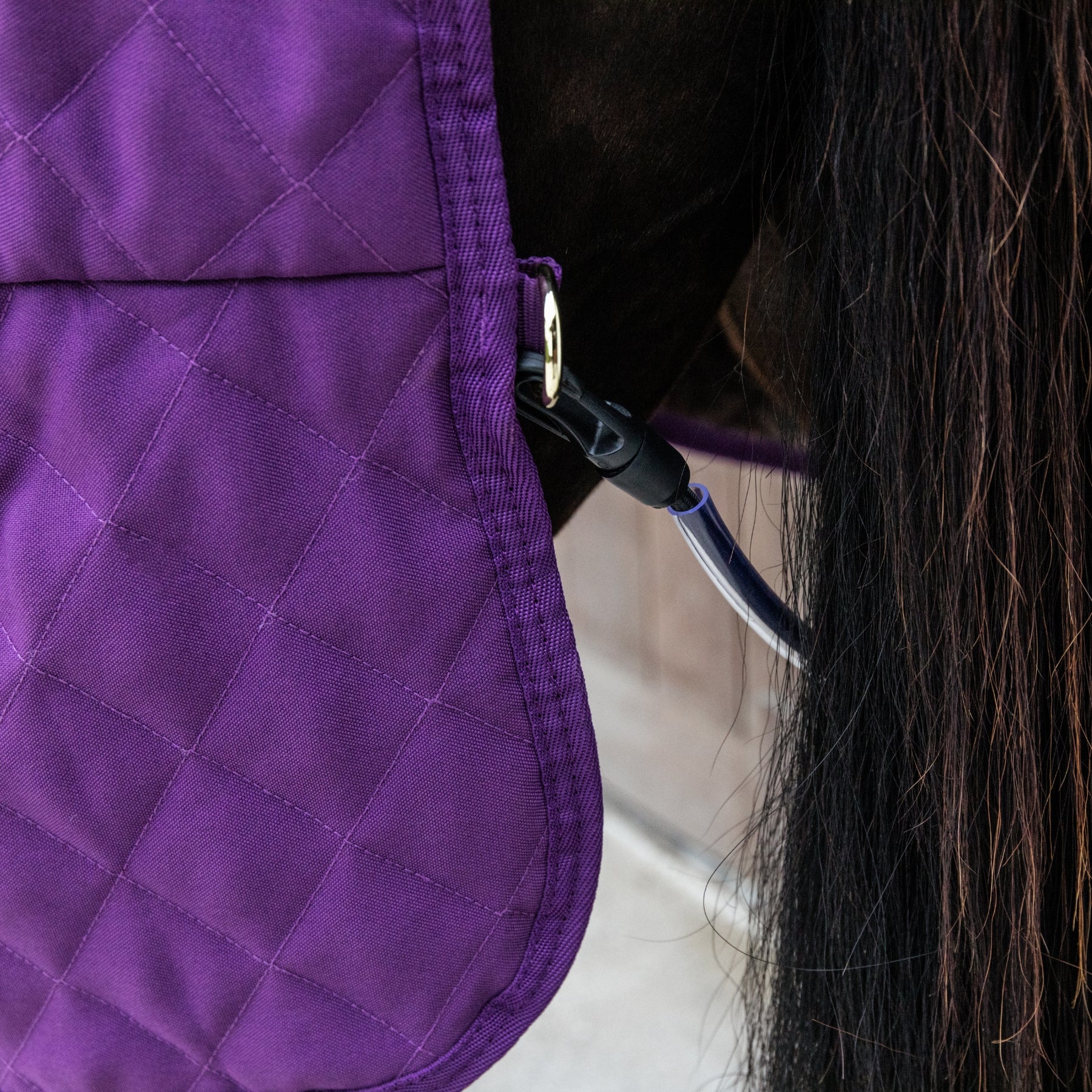 Kentucky Horsewear Show Rug, Royal Purple