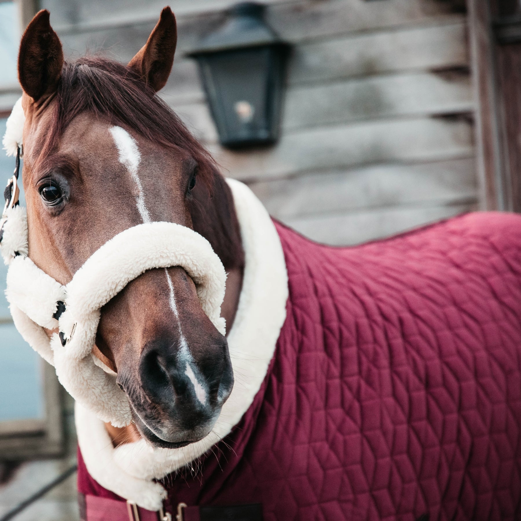 Kentucky Horsewear Show Rug Velvet 160g, Bordeaux